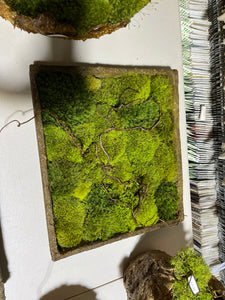 Framed Moss Art 14.5 X 15.5