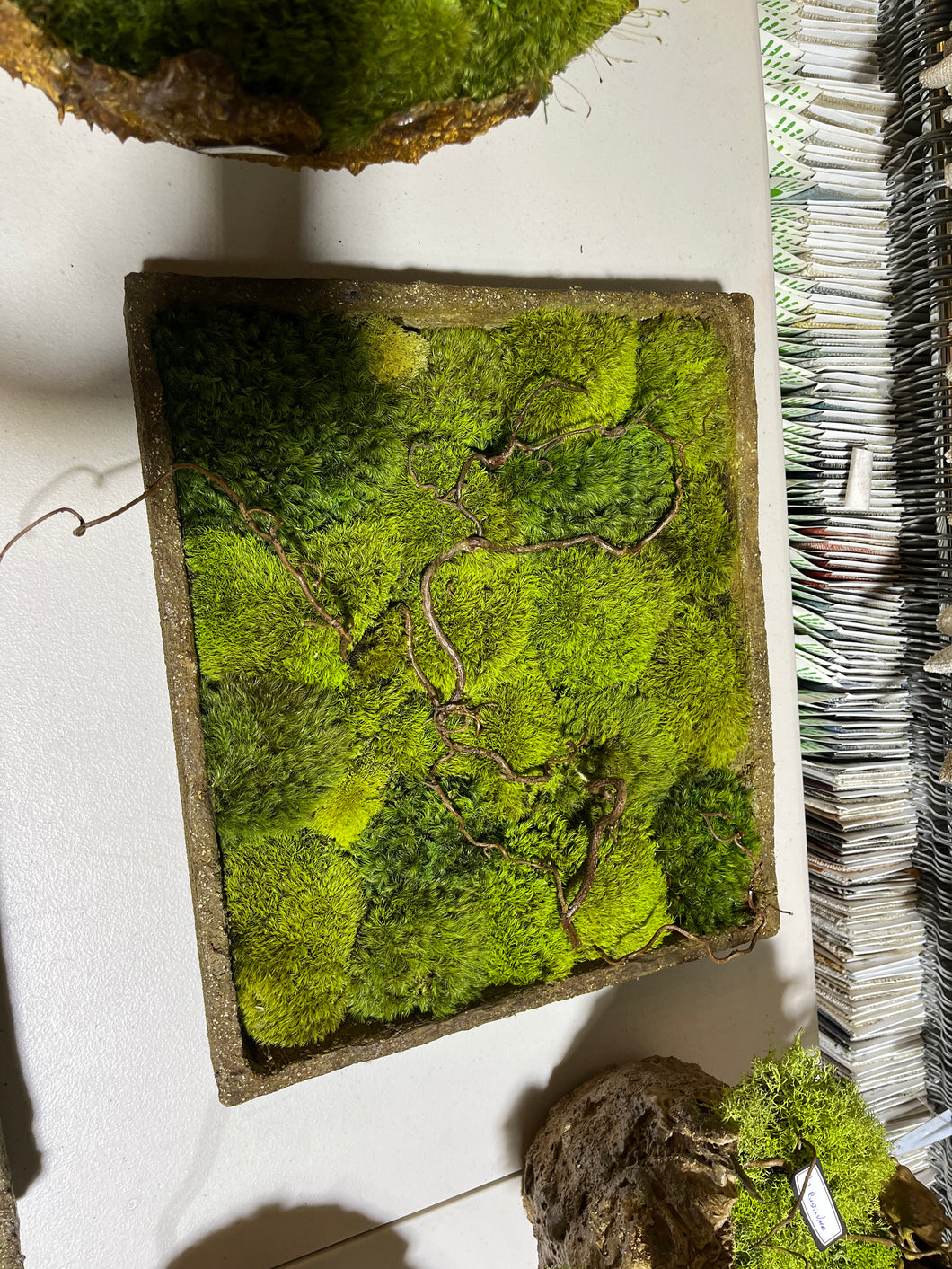 Framed Moss Art 14.5 X 15.5