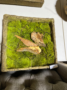 Framed Moss Art 10 X 10"