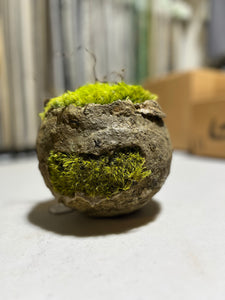 Moss Art Bowl w/ Moss hole opening / sticks